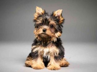 Yorkshire terrier puppies girls miniature