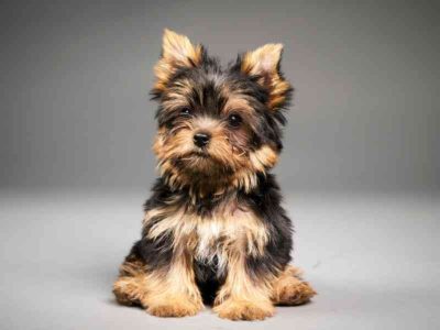 Yorkshire terrier puppies girls miniature
