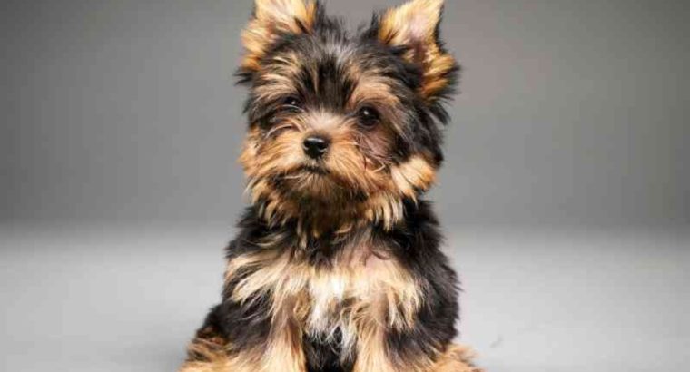Yorkshire terrier puppies girls miniature