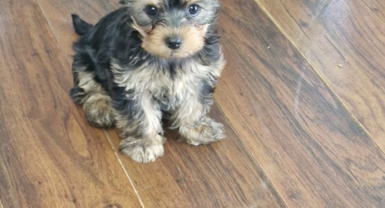 Yorkshire terrier puppies girls miniature