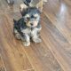 Yorkshire terrier puppies girls miniature