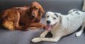 Irish Red Setter