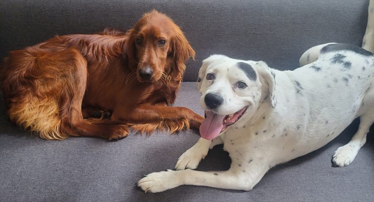 Irish Red Setter