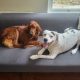 Irish Red Setter