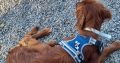 Irish Red Setter