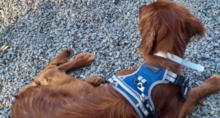 Irish Red Setter