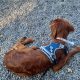 Irish Red Setter