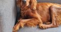 Irish Red Setter