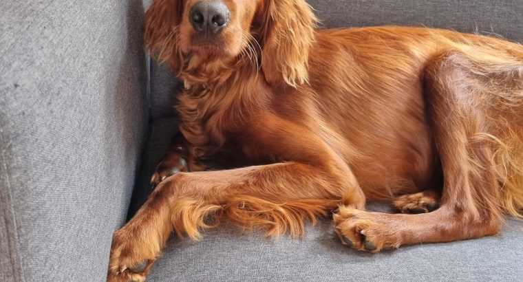 Irish Red Setter