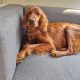 Irish Red Setter