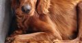 Irish Red Setter