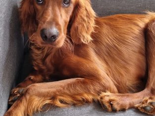 Irish Red Setter