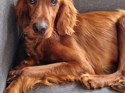 Irish Red Setter