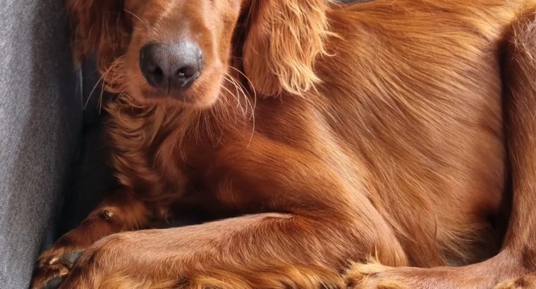 Irish Red Setter