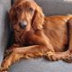 Irish Red Setter