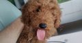 Red miniature Poodles