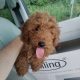 Red miniature Poodles