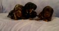 Beautiful Miniature Dachshund Puppies