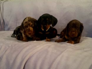 Beautiful Miniature Dachshund Puppies