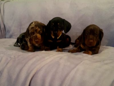 Beautiful Miniature Dachshund Puppies