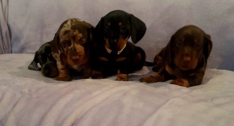 Beautiful Miniature Dachshund Puppies