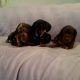 Beautiful Miniature Dachshund Puppies