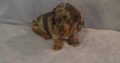 Beautiful Miniature Dachshund Puppies