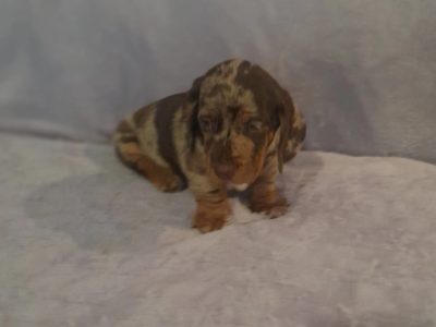 Beautiful Miniature Dachshund Puppies