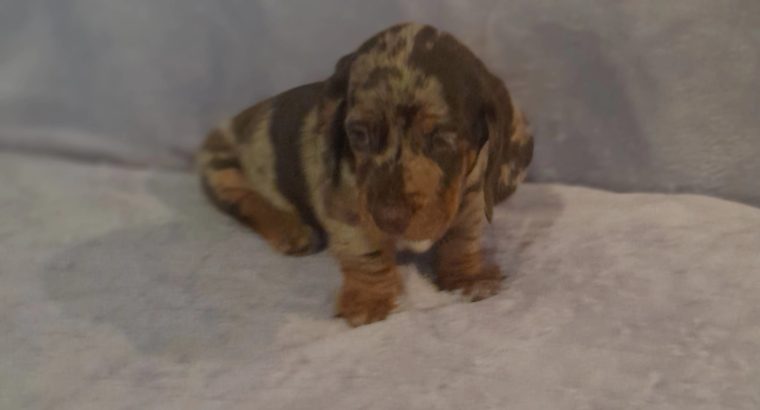 Beautiful Miniature Dachshund Puppies