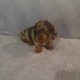 Beautiful Miniature Dachshund Puppies