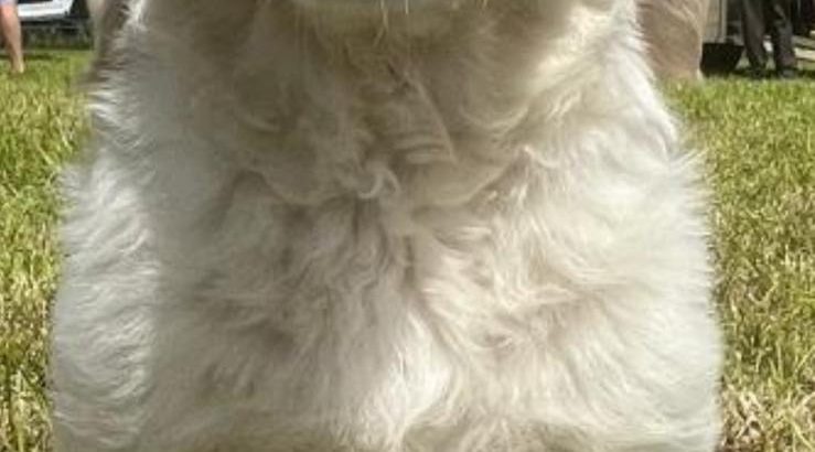 Golden retriever
