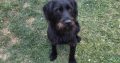 German wirehaired pointer