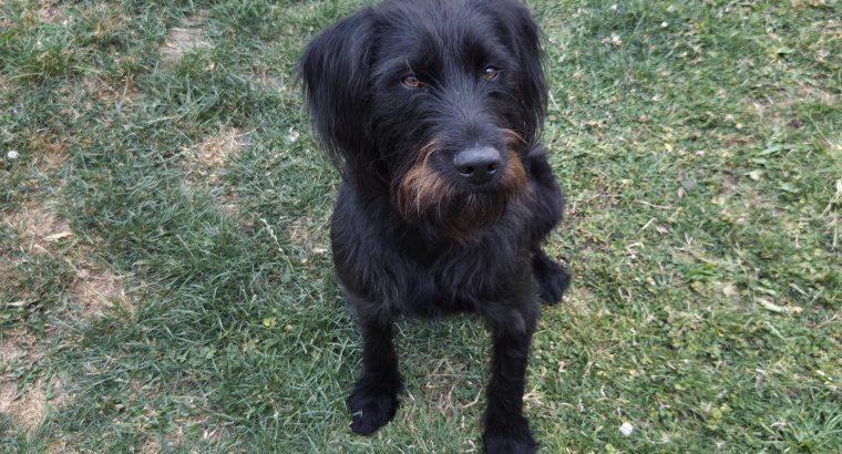 German wirehaired pointer