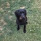 German wirehaired pointer
