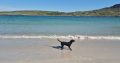 German wirehaired pointer