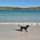 German wirehaired pointer