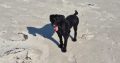 German wirehaired pointer