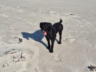 German wirehaired pointer