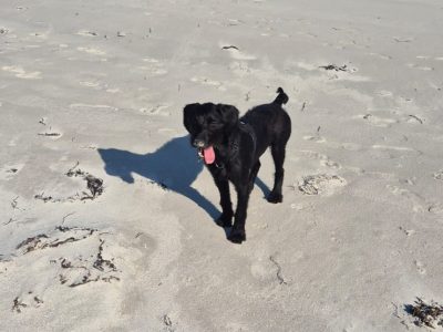 German wirehaired pointer