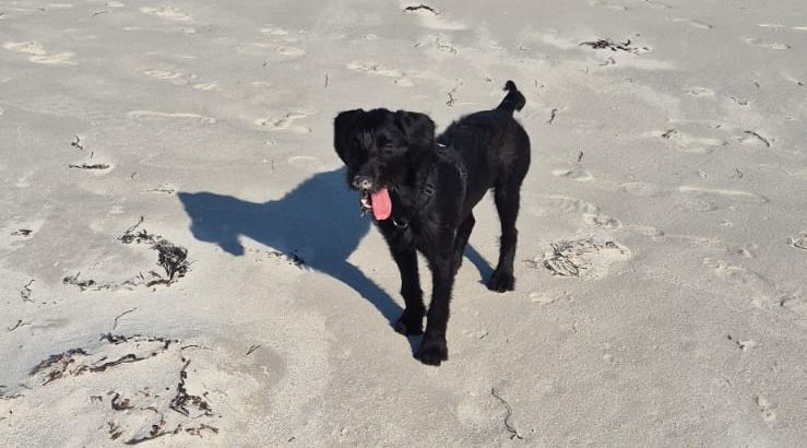 German wirehaired pointer