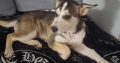 Husky,German shepard for sale