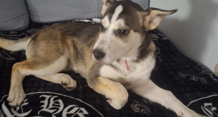 Husky,German shepard for sale
