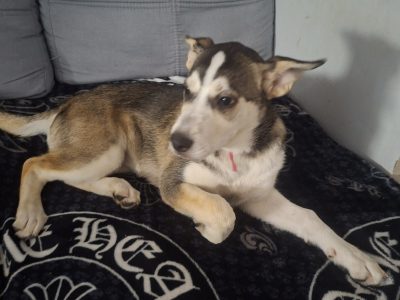 Husky,German shepard for sale