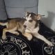 Husky,German shepard for sale