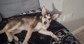 Husky,German shepard for sale