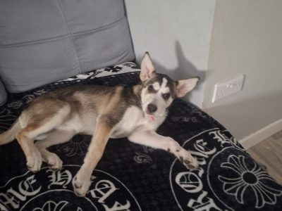 Husky,German shepard for sale