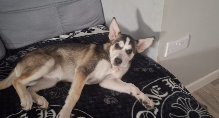 Husky,German shepard for sale