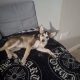 Husky,German shepard for sale