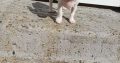 Male Chihuahua
