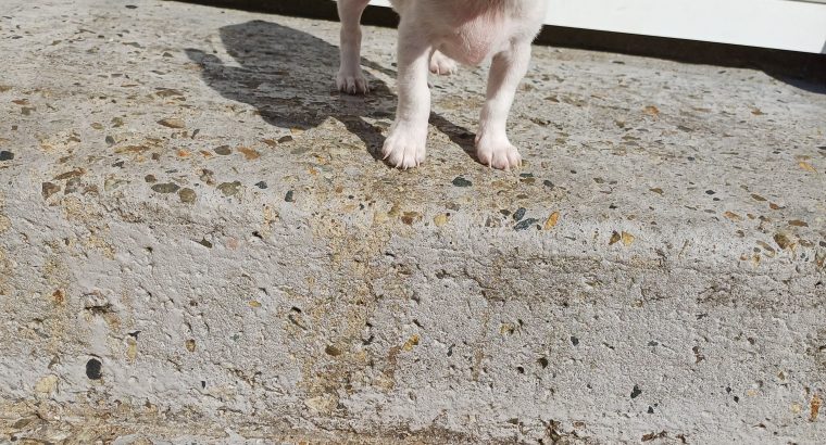 Male Chihuahua